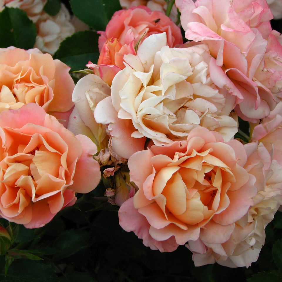 rose
