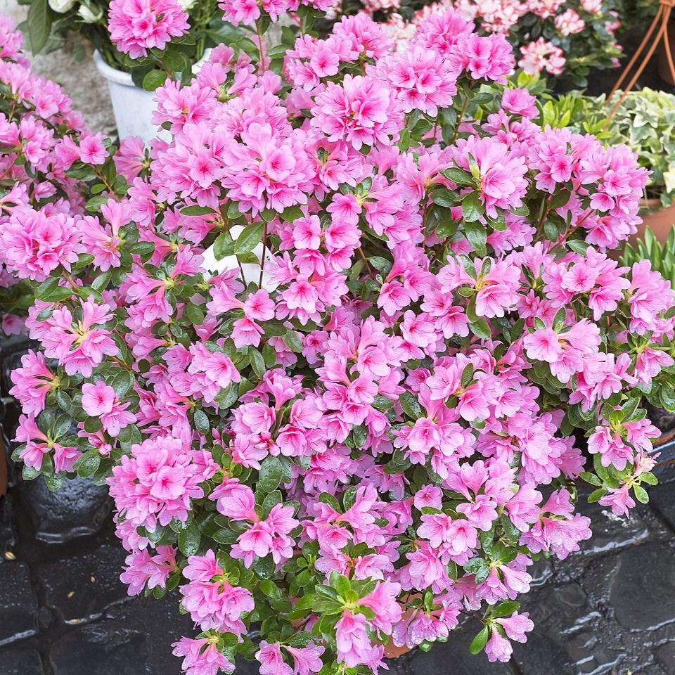 azalea