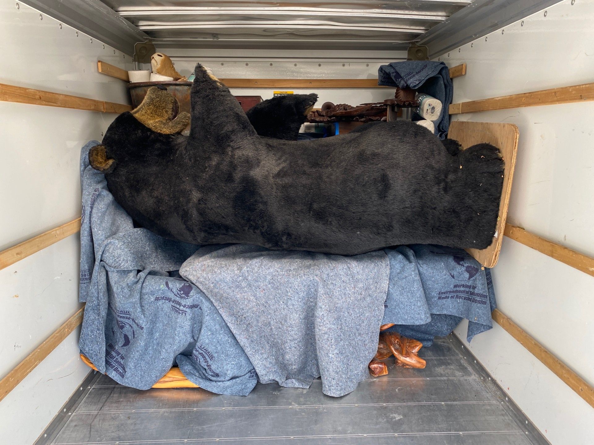 Black bear rug lying inside of a moving truck. Other items visible nearby.