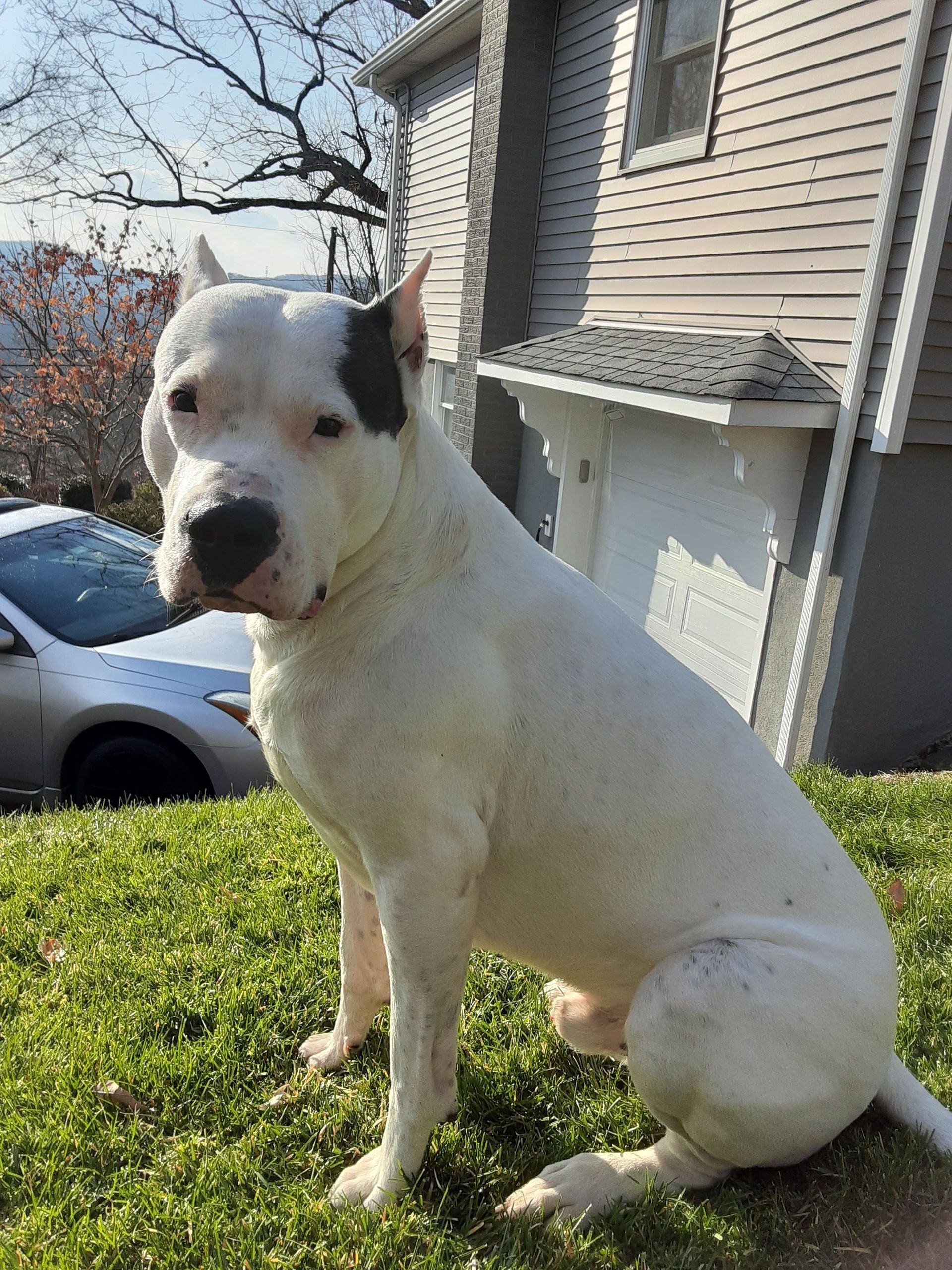 White dog sitting on a grassy lawn beside a house, with a car and bare tree in the background