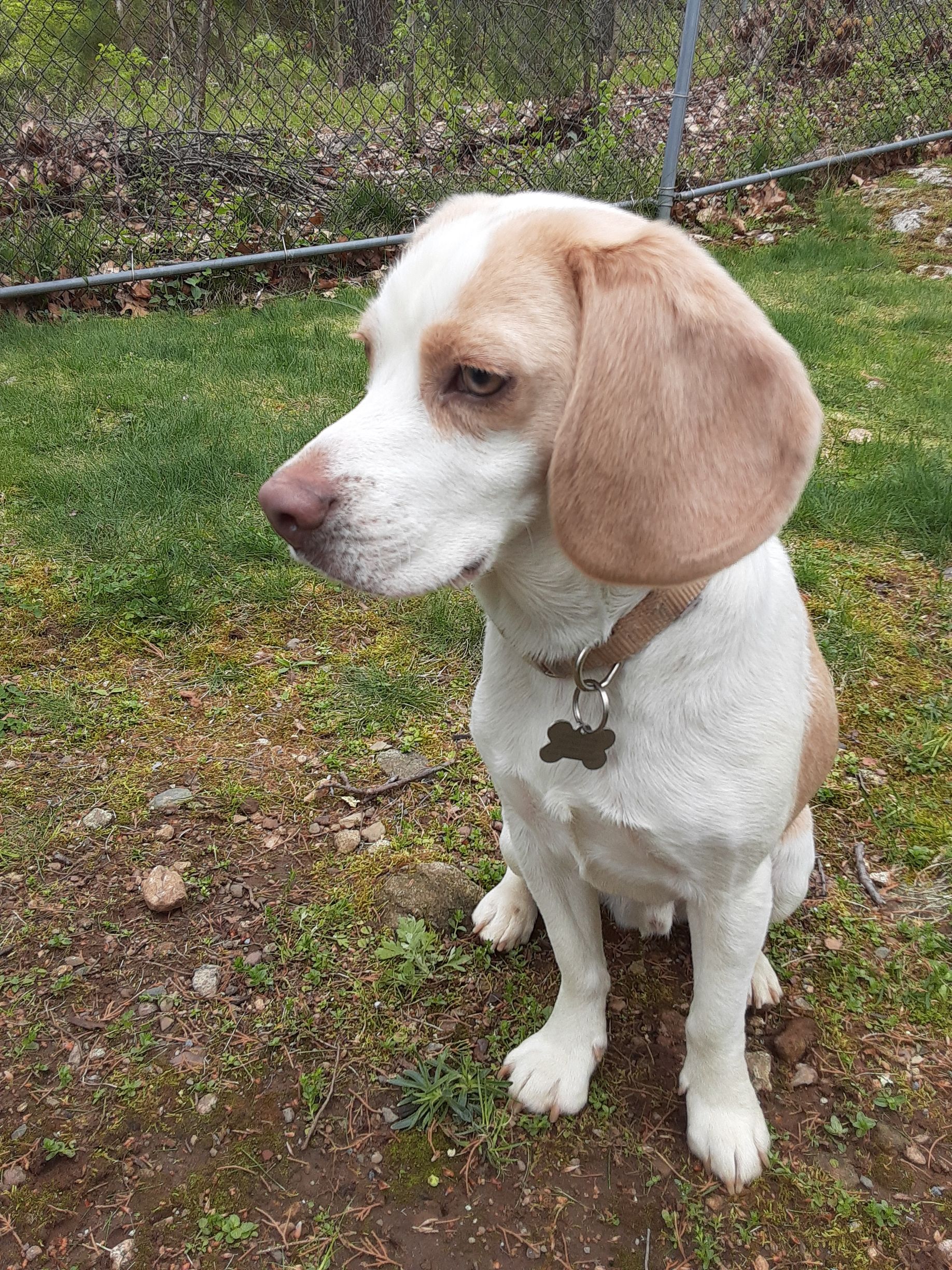 White and tan beagle sitting on grass, looking left, with a collar outdoors.
