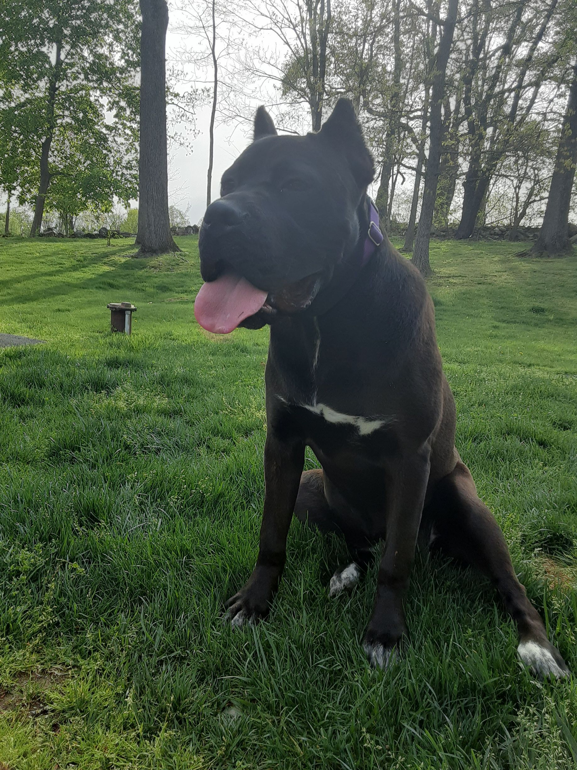 Black dog sitting on grass with tongue out in a wooded park