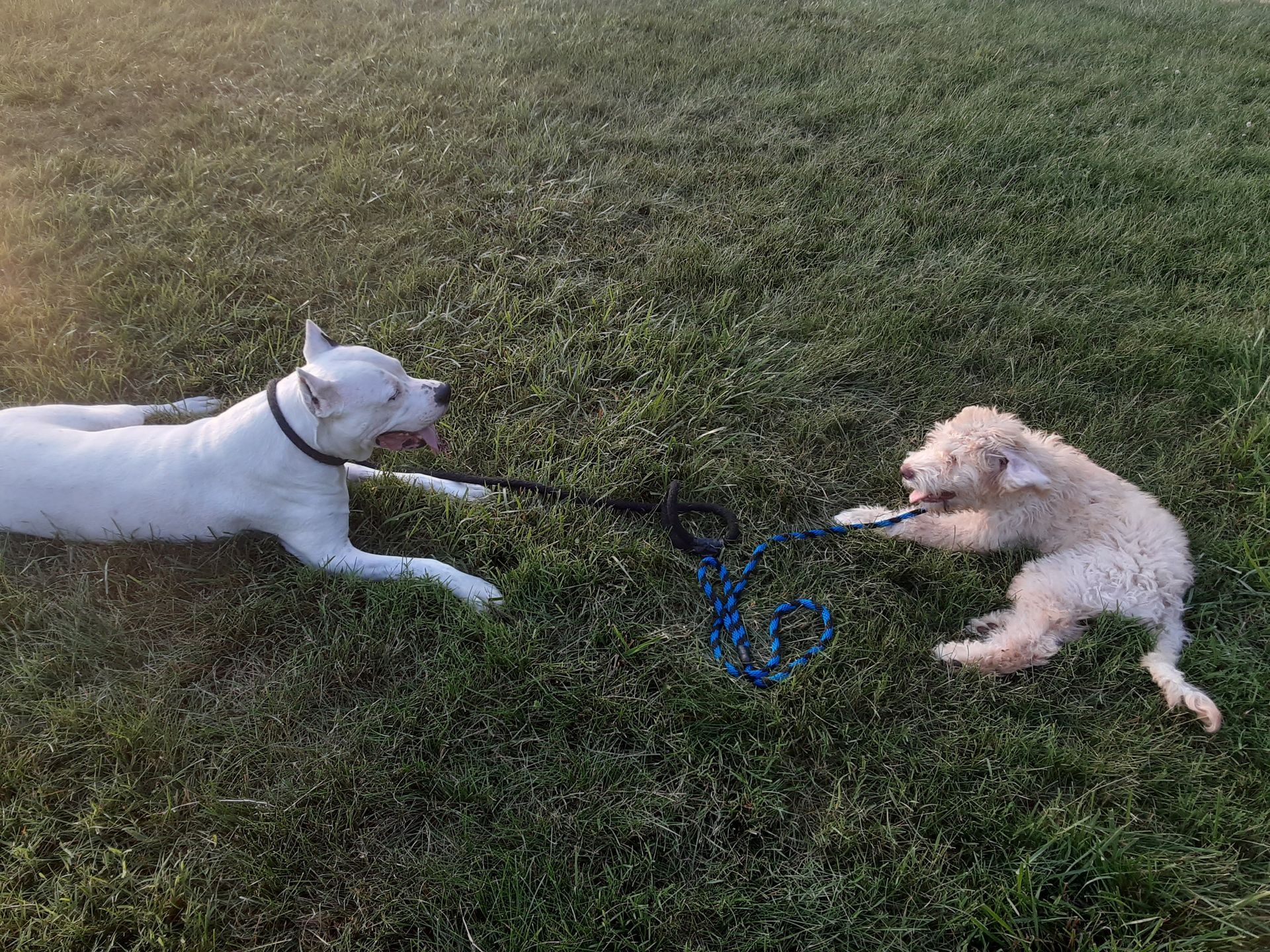 Two dogs playing tug-of-war on grass, one white and one tan, with a blue rope toy.