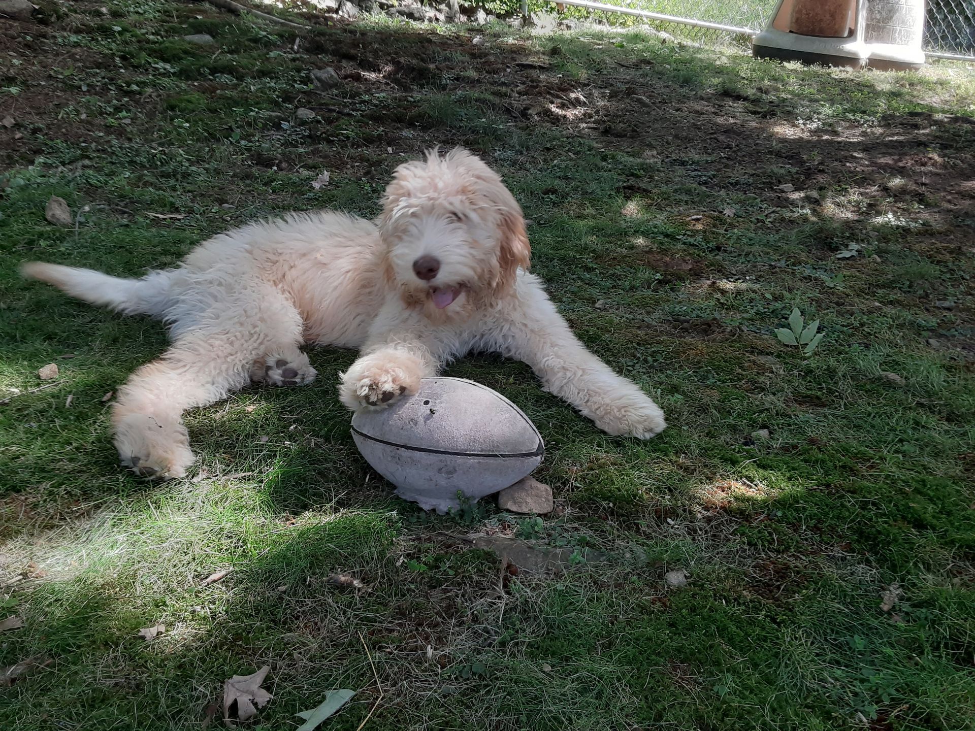 Small fluffy white dog lying on grass with a toy in its paws under dappled shade