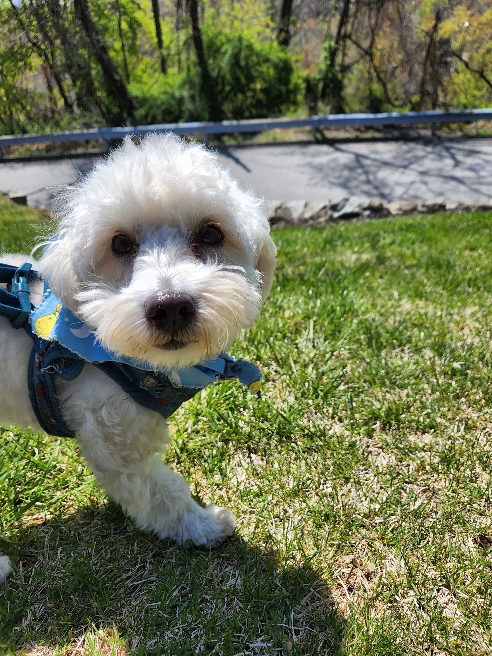Small white dog in a blue harness standing on grass near a path.