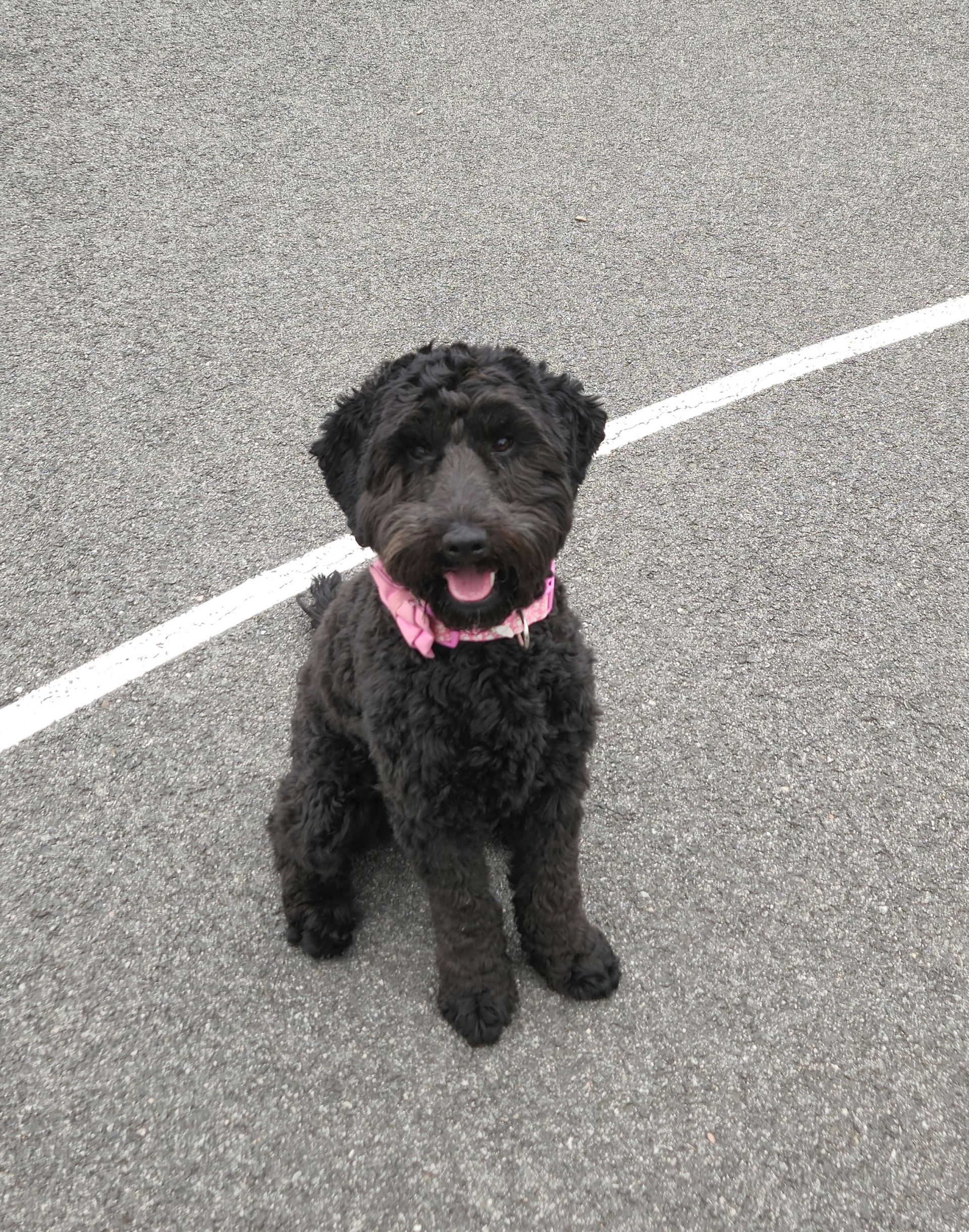 Black dog with a pink collar sitting on pavement with a white line behind it.