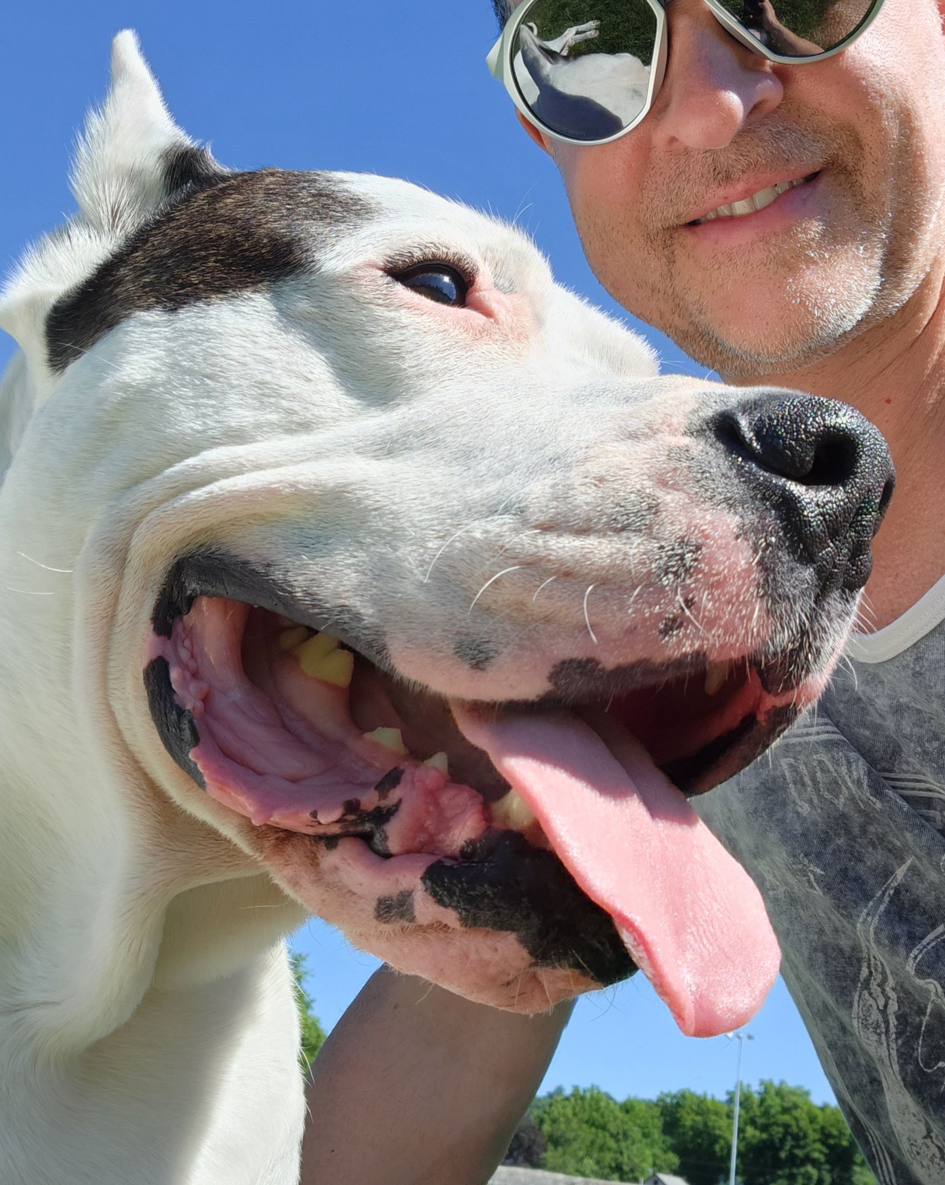 Close-up of a white dog panting beside a smiling person outdoors in bright sunlight