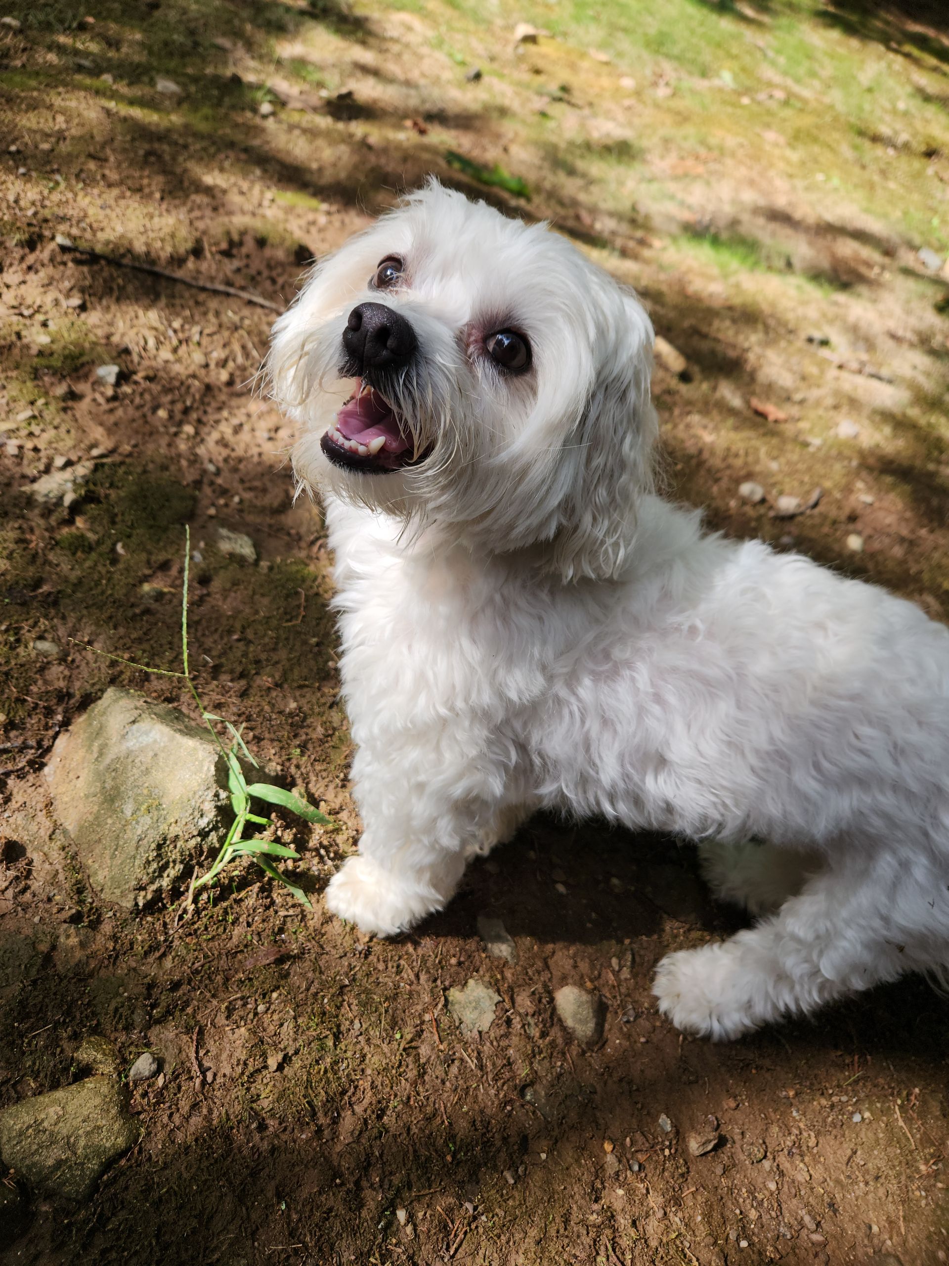 White fluffy dog sitting on a dirt path outdoors, looking up with mouth open and tongue out.