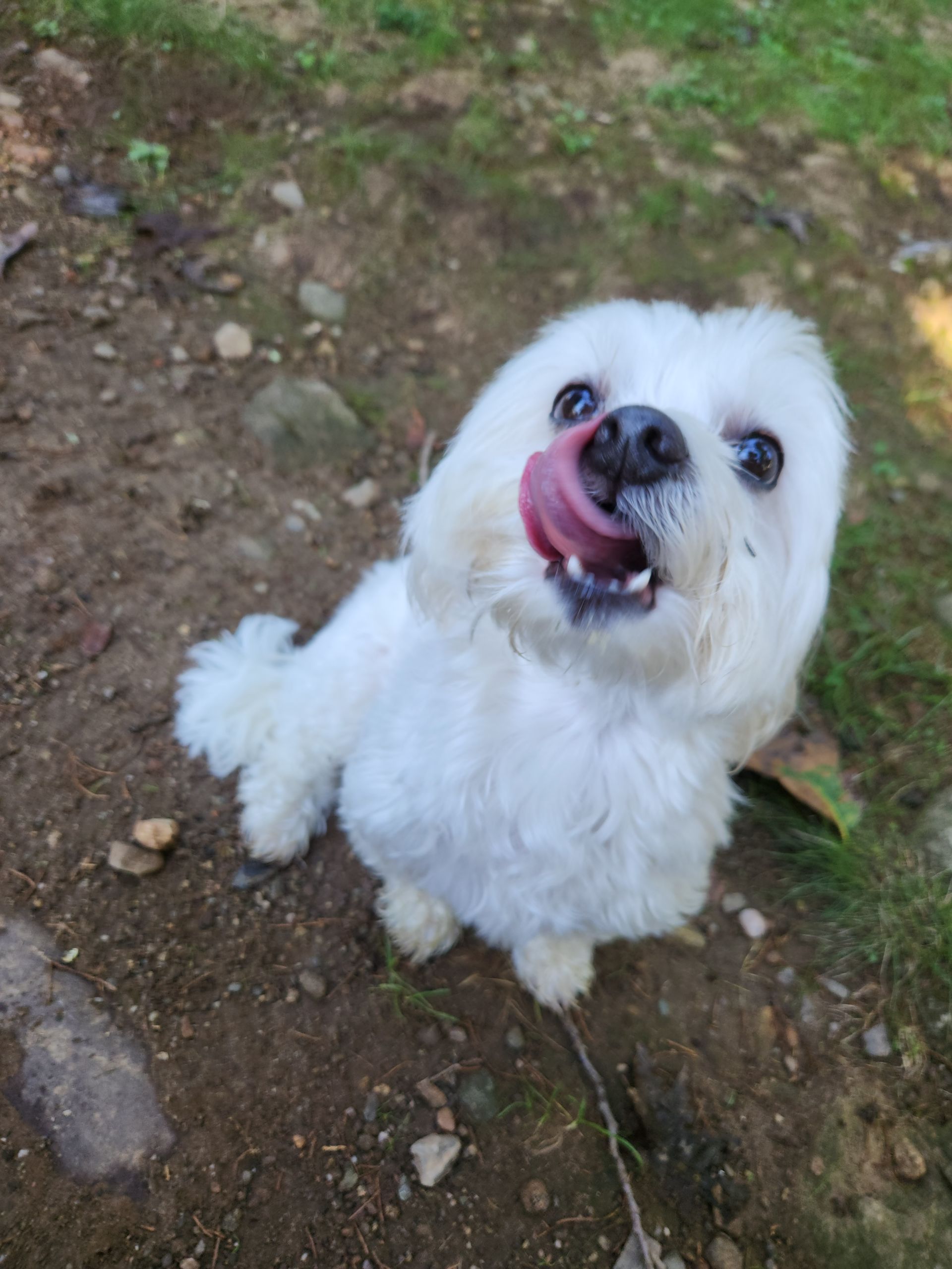 Small fluffy white dog sitting on dirt, looking up with tongue out and mouth open.