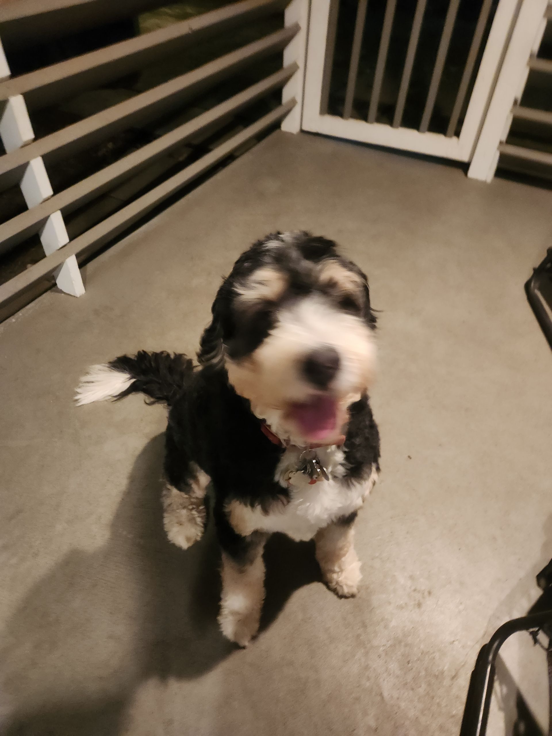 Small black, white, and tan dog sitting on a porch, looking up with its tongue out.