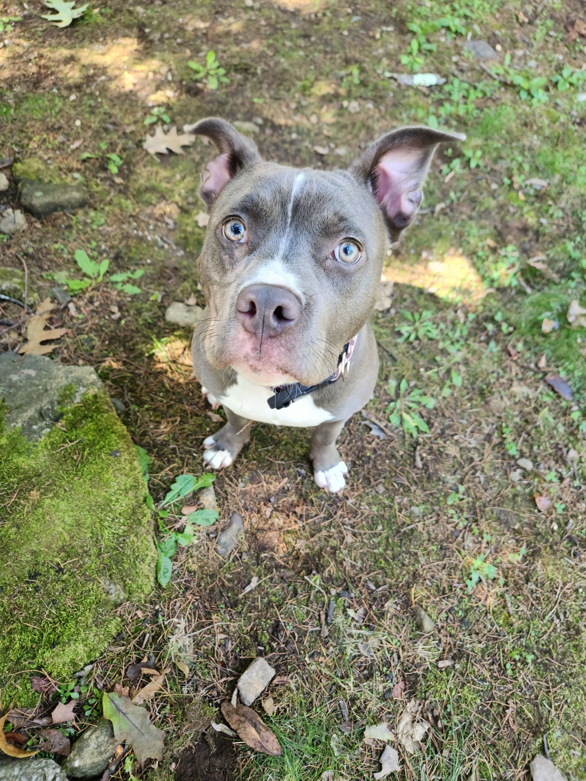 Gray-and-white dog sitting on mossy ground, looking up with alert ears and bright eyes.