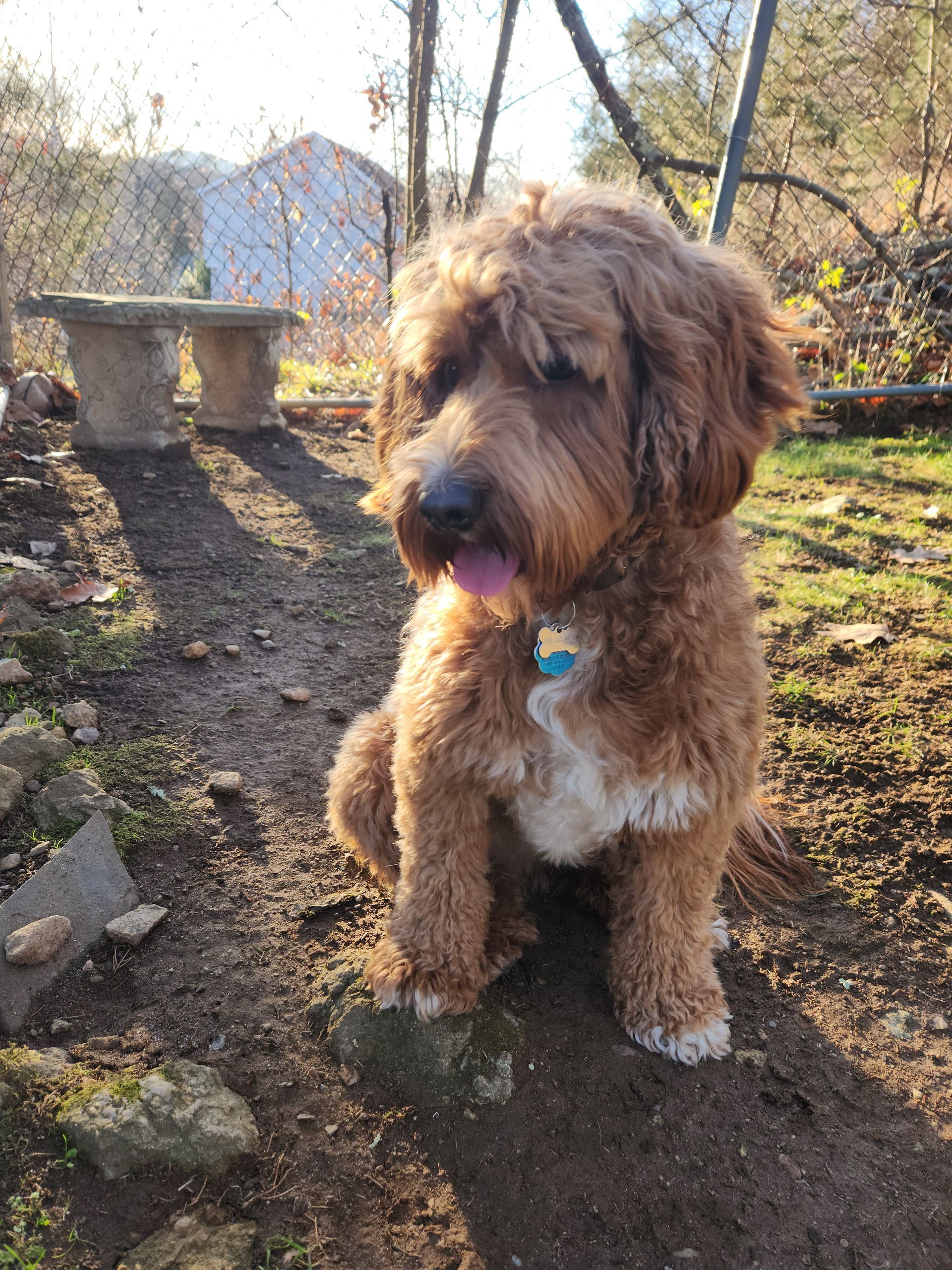 Brown fluffy dog sitting outdoors on a dirt path, panting in sunlight.