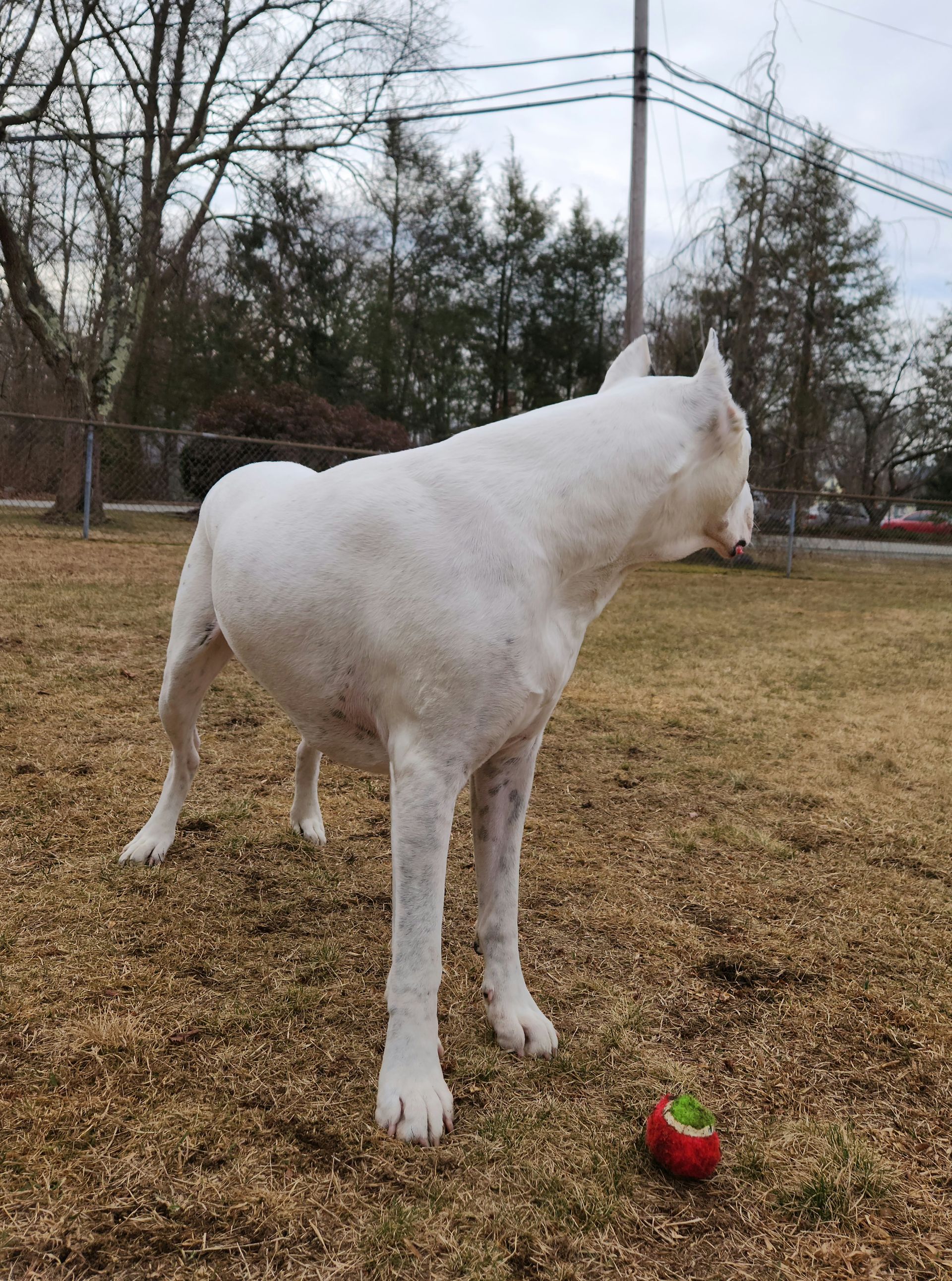 White dog standing in a yard beside a red ball, looking to the right