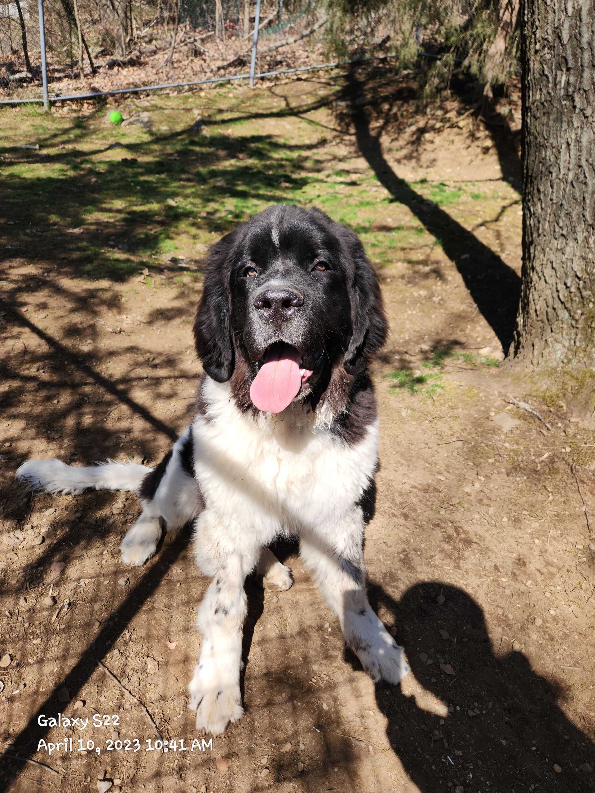 Black-and-white dog sitting outdoors in sunlight, panting with tongue out near trees and dry grass