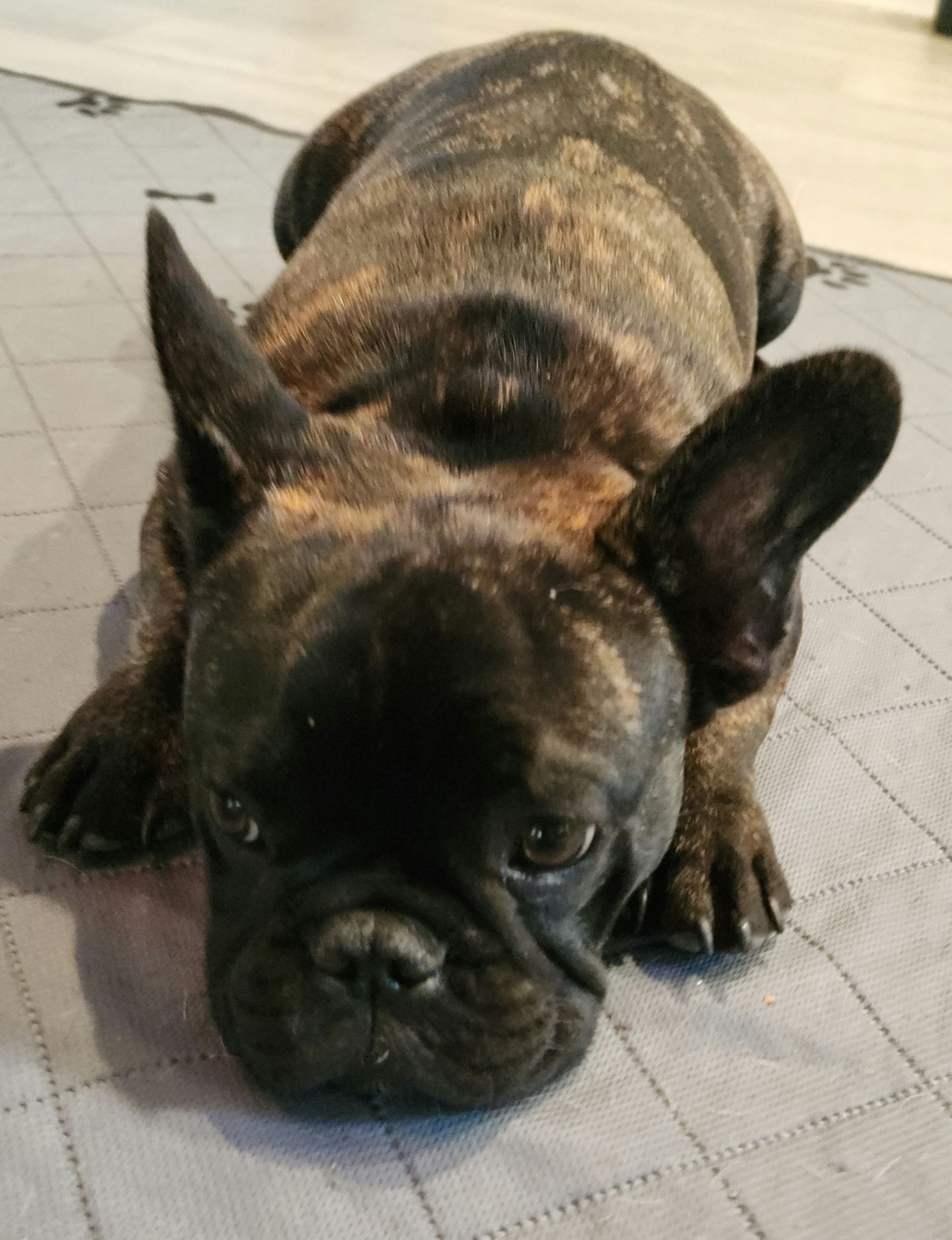 Brindle French bulldog lying on a gray mat, looking up with ears perked.