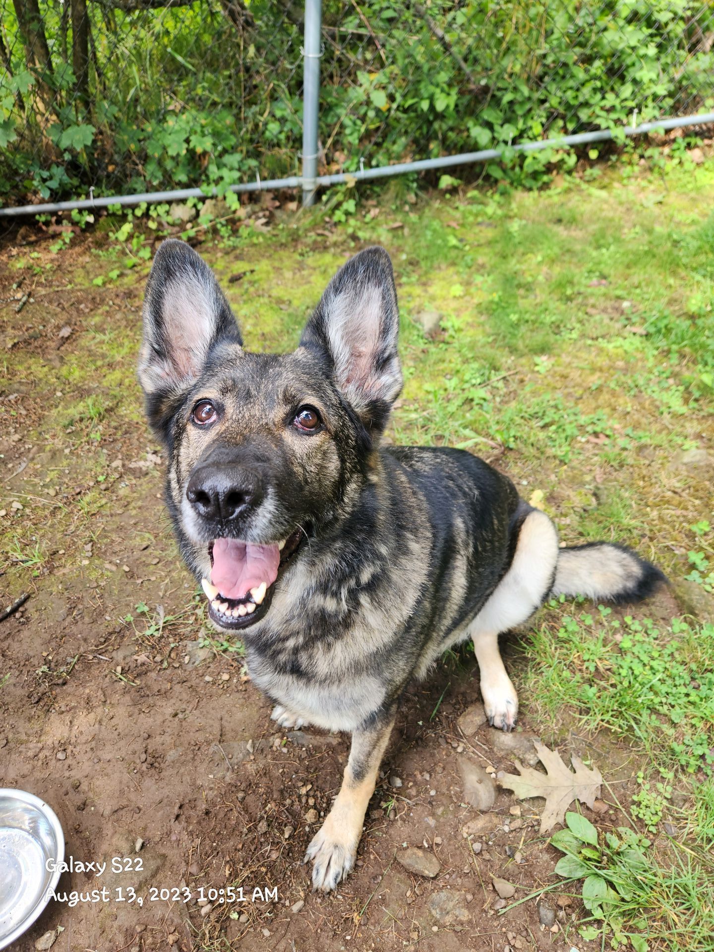 German shepherd sitting outdoors on dirt and grass, looking at the camera with mouth open and ears perked.