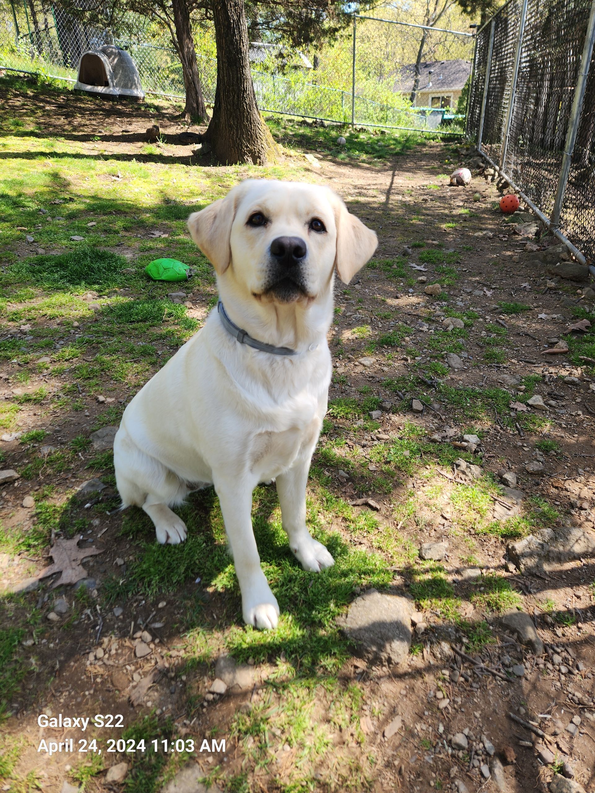 Yellow Labrador sitting on a sunlit forest path, looking at the camera.