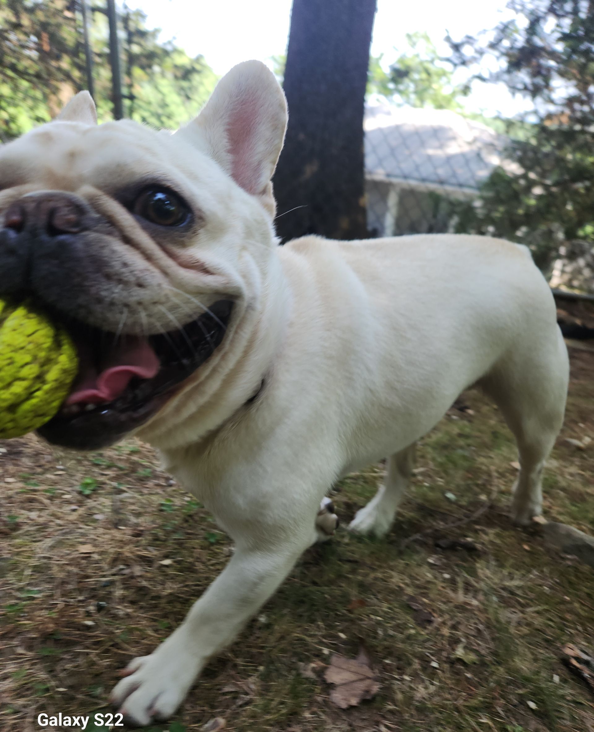 Cream-colored French bulldog running outdoors with a tennis ball in its mouth