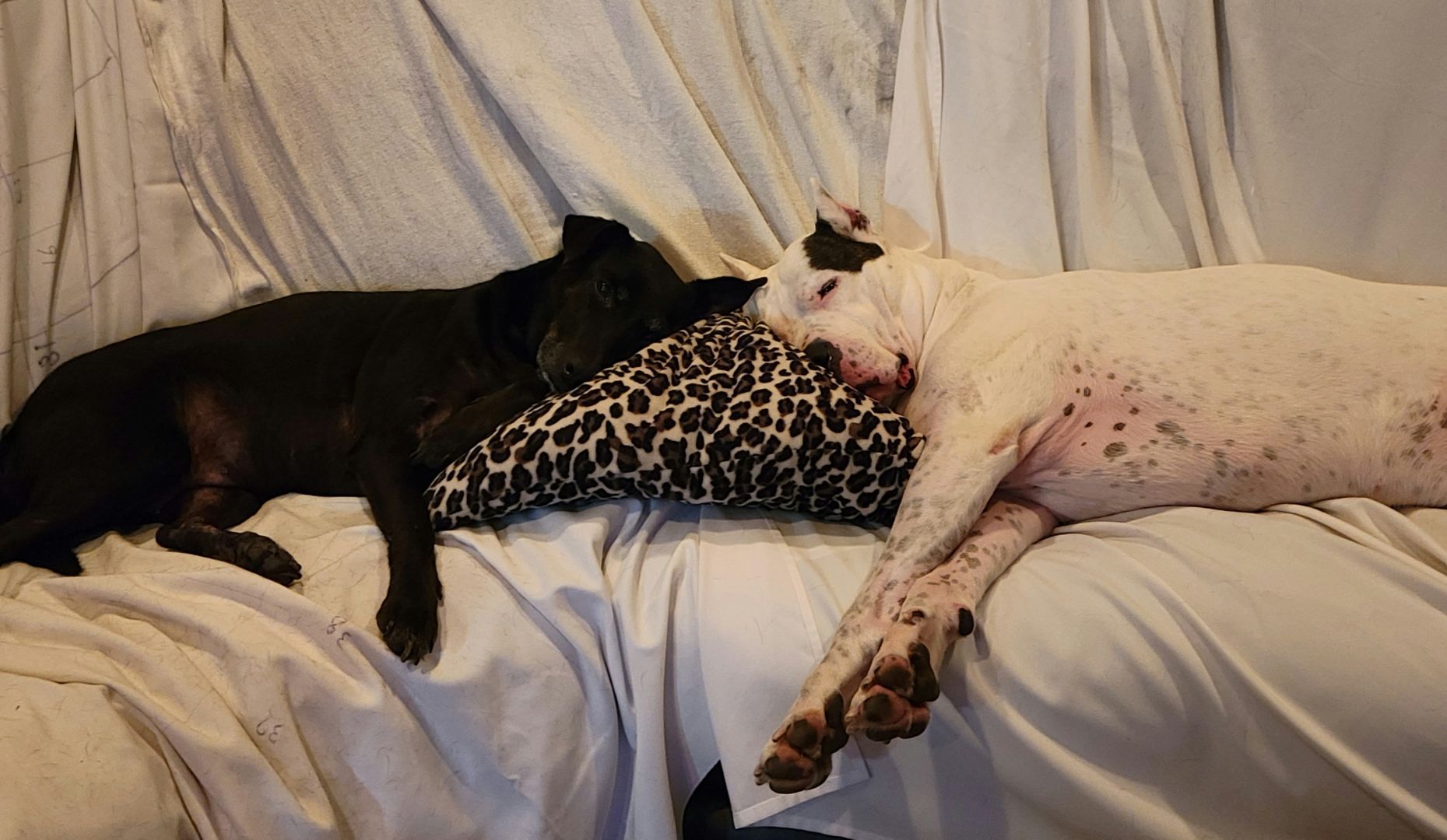 Black and white dogs lying together on a couch, one resting on a leopard-print pillow