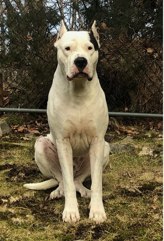 White dog with black ears sitting on grass in front of bushes