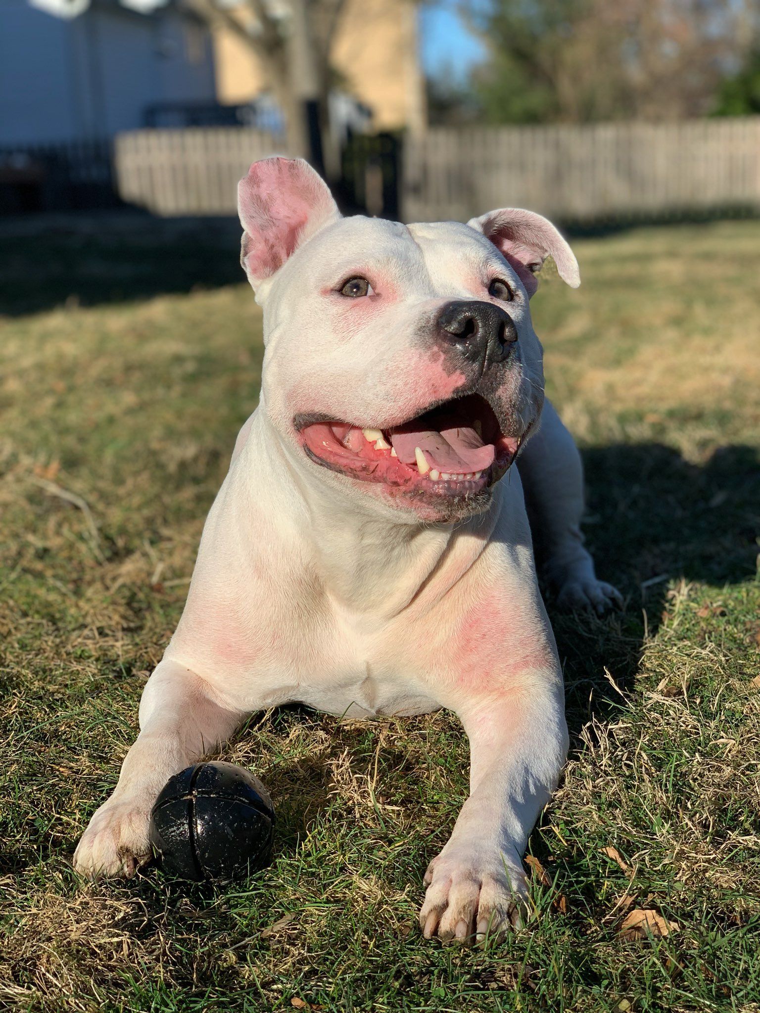 White dog with a black eye patch sitting on grass outdoors, panting in bright sunlight