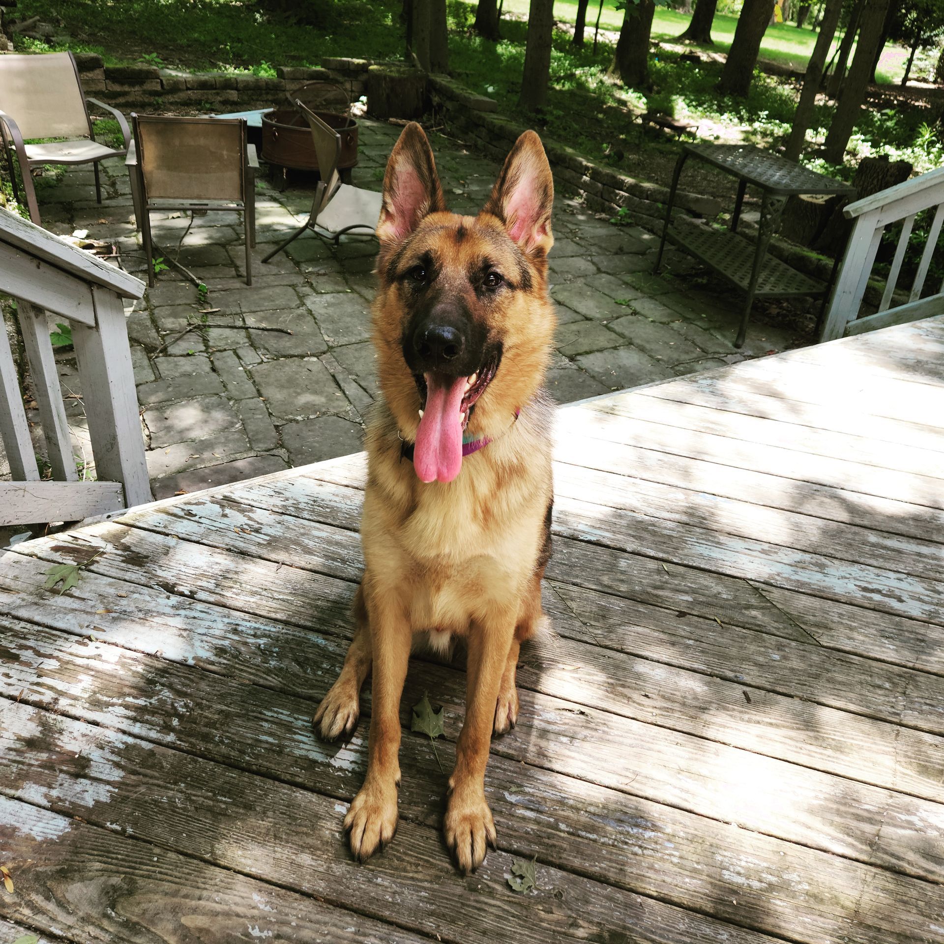 German shepherd sitting on a sunlit wooden deck, tongue out, with a backyard patio and trees behind.