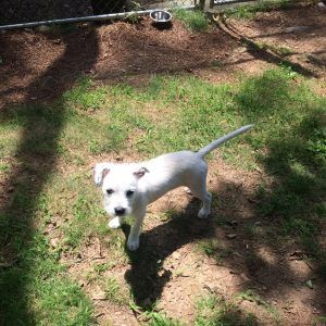 Small white dog standing on sunlit grass outdoors, looking up at the camera.