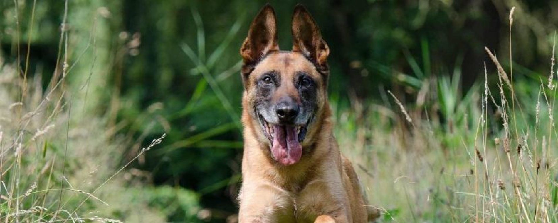 German shepherd standing in tall grass, facing forward with ears up and tongue out.