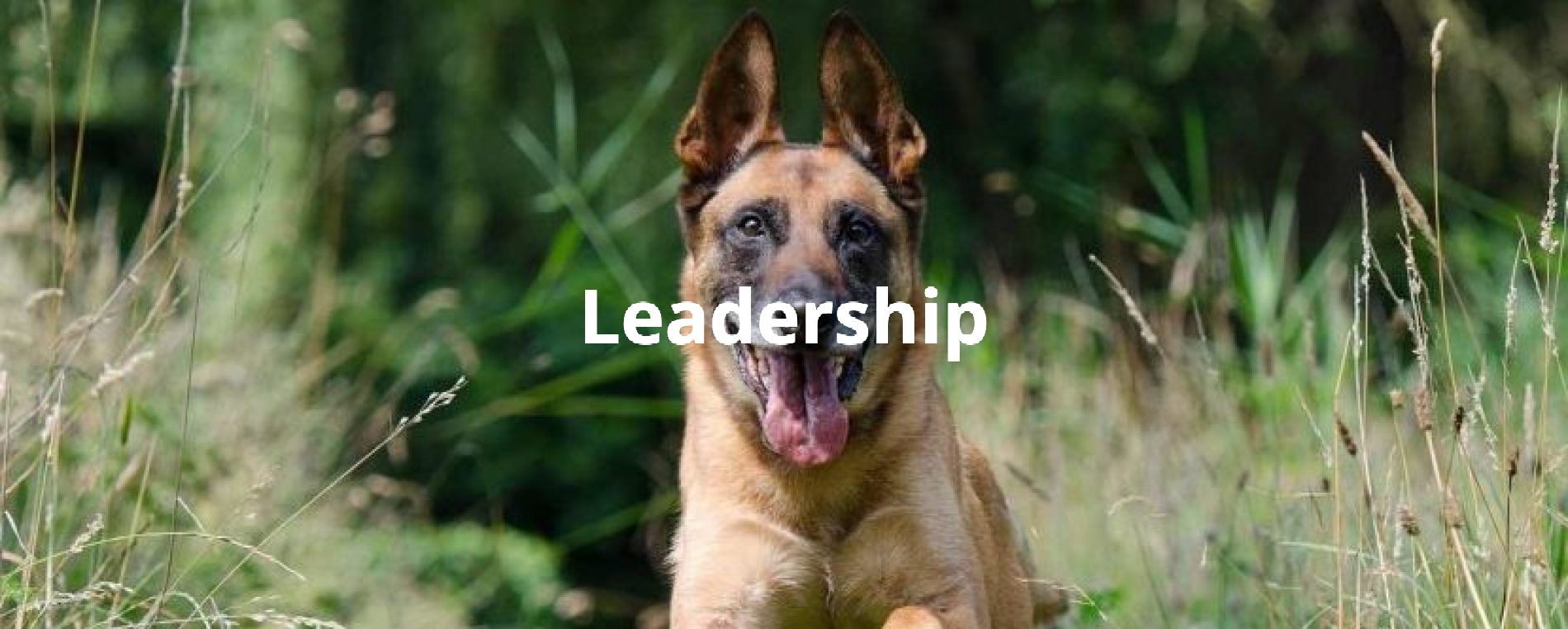 German shepherd lying in grass with the word “Leadership” above it