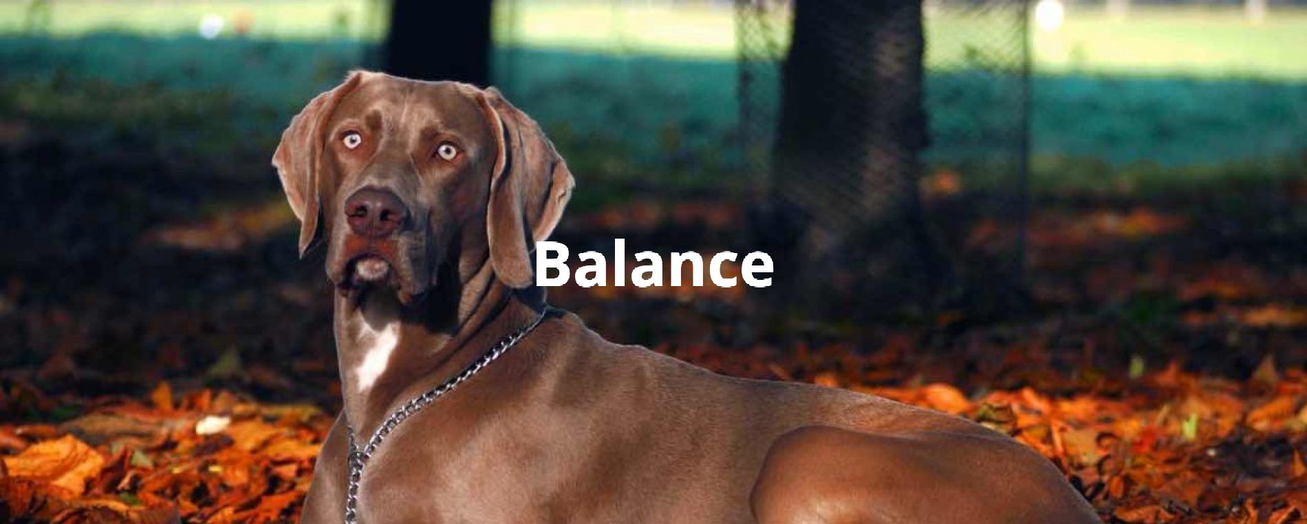 Brown dog lying in leaves in a forest, with the word “Balance” beside it.