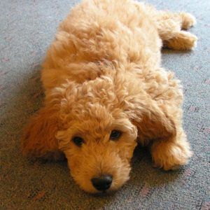 Curly tan puppy lying on a carpet, looking toward the camera.