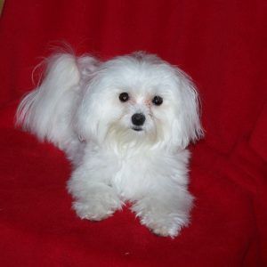 Small fluffy white dog sitting on a red blanket, looking at the camera.