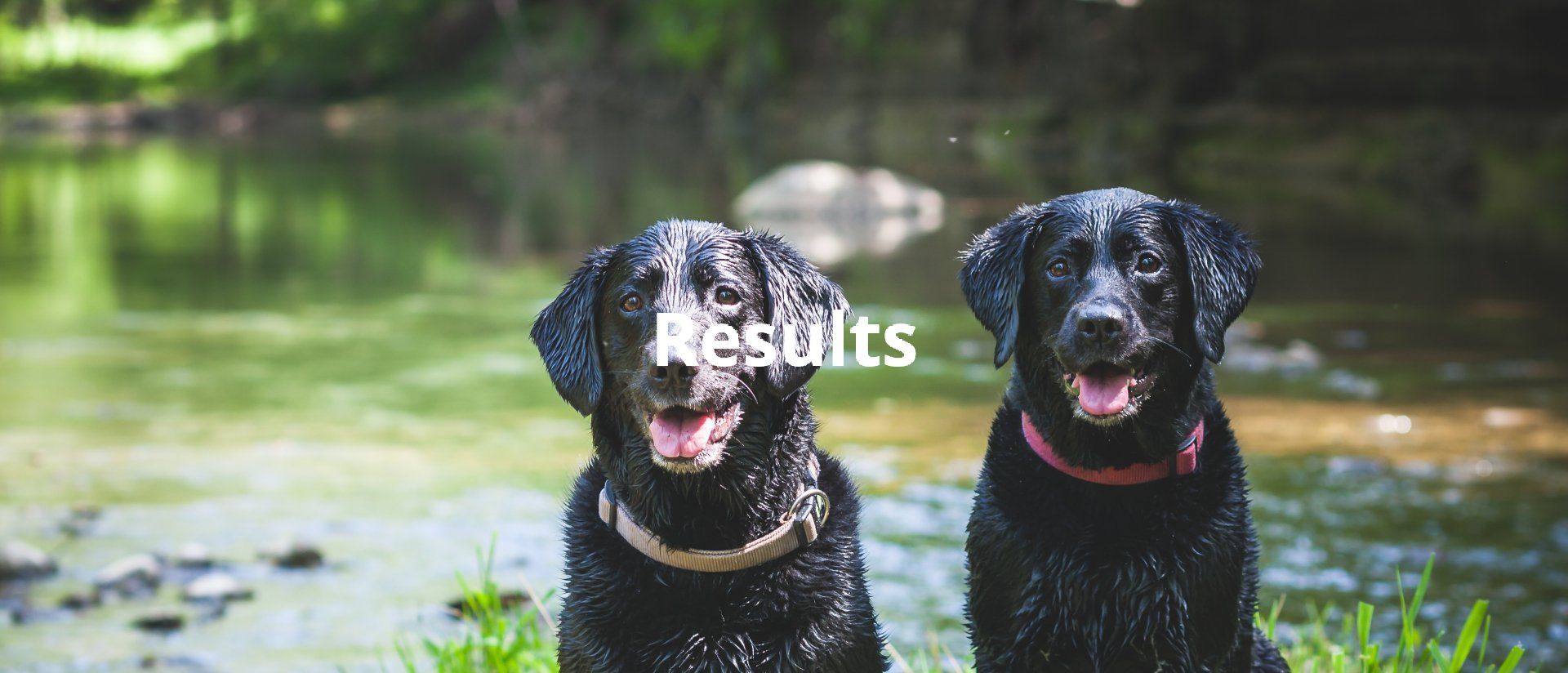 Two wet black dogs sitting by a stream with the word “Results” overlaid