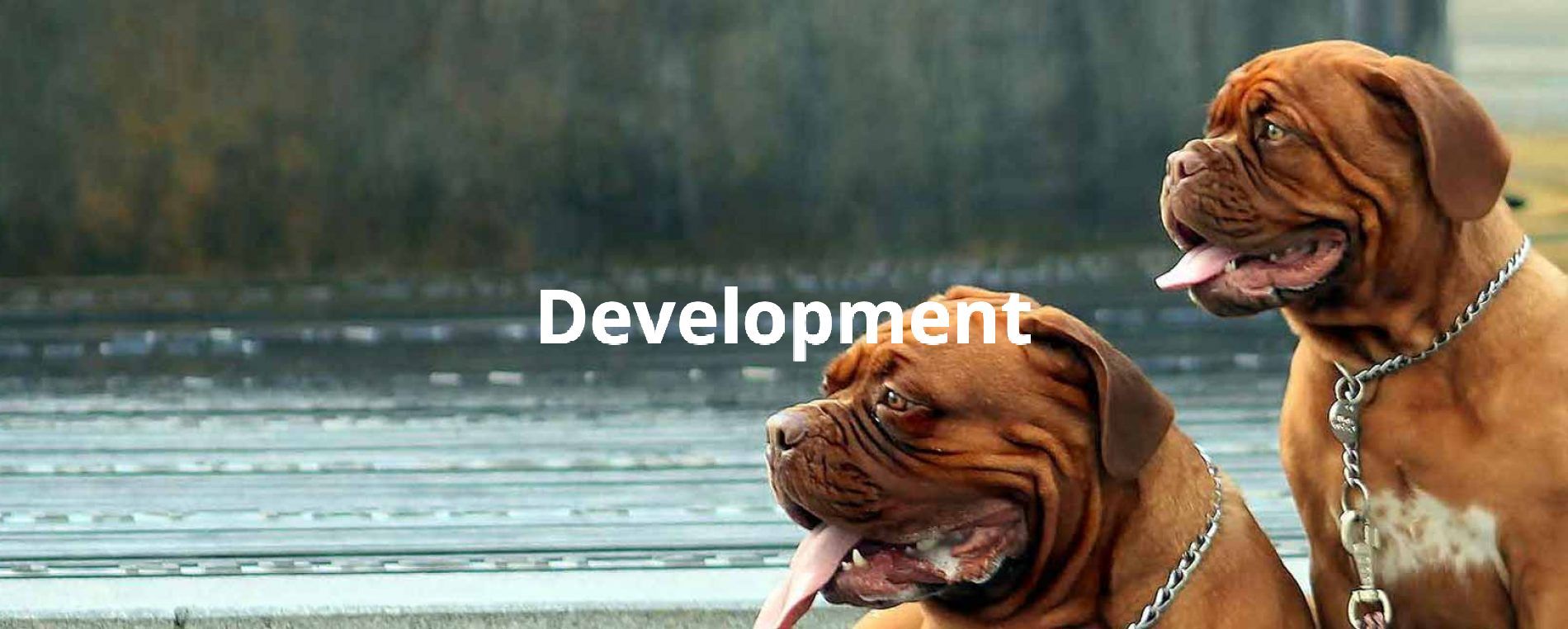Two brown dogs by water with the word “Development” in the background