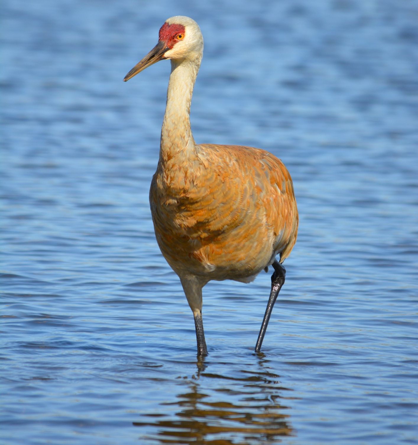 Sandhill crane in the water
