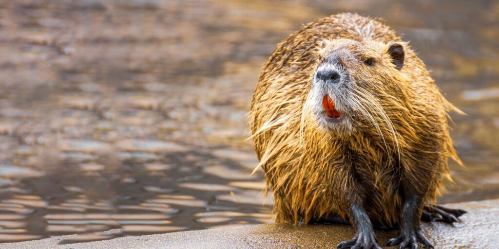 Beaver on the shore