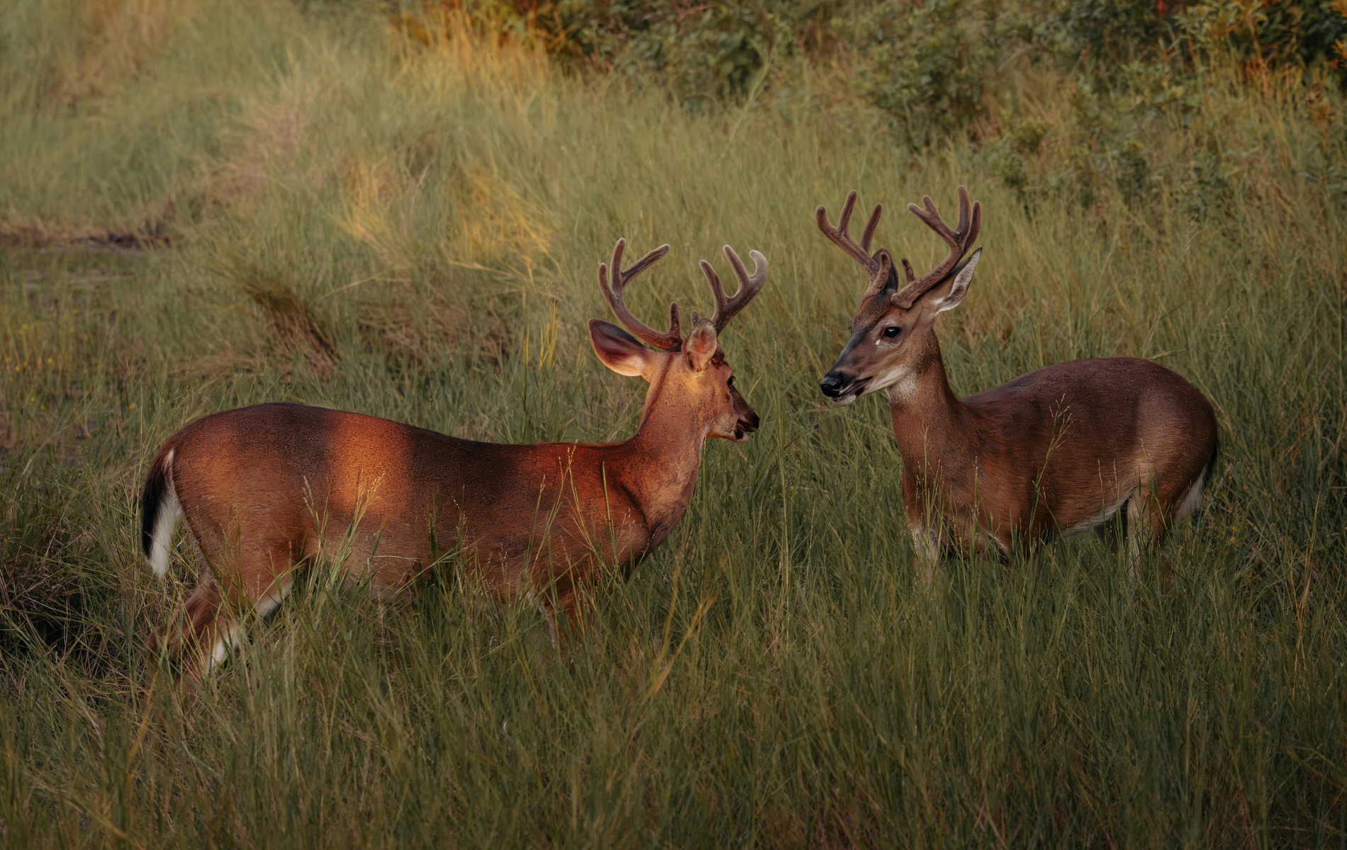 Two deer with antlers standing face to face in tall grass.