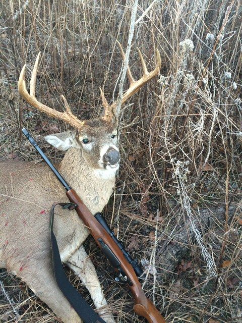 Deer with antlers lying in brush beside a hunting rifle and arrow.