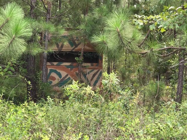 Overgrown forest hiding a small graffiti-covered structure