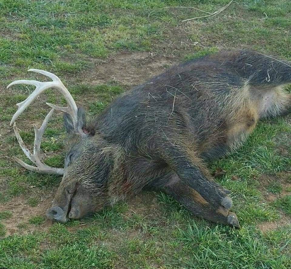Dead deer with antlers lying on grass, body partially obscured, in an outdoor field.