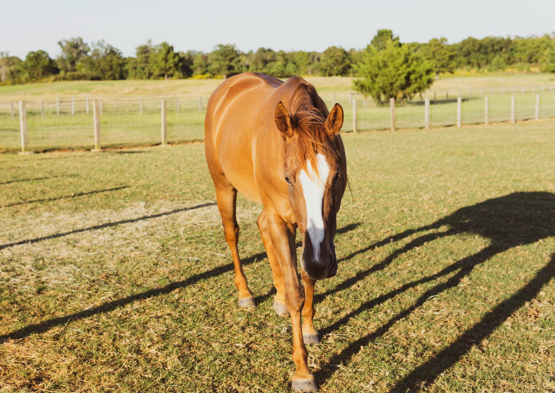 Chestnut horse with white blaze walks toward the camera in a grassy field with a fence and trees in the background.