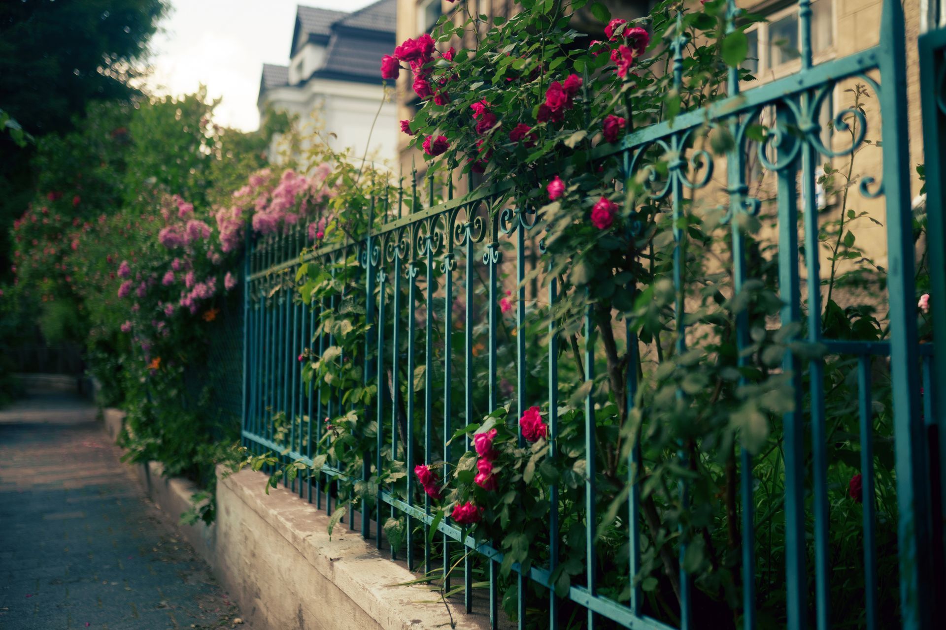 Teal wrought-iron fence overgrown with red and pink flowering vines alongside a sidewalk. Teal wrought-iron fence overgrown with red and pink flowering vines alongside a sidewalk.