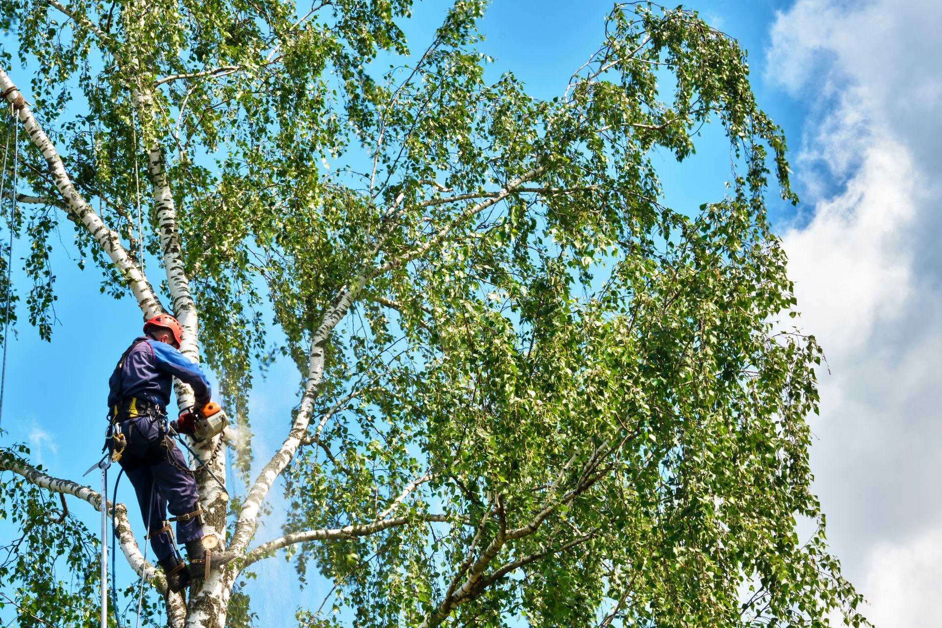 An arborist with a chainsaw climbs high for expert tree removal service against a bright blue sky.