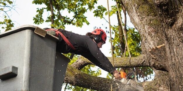 Tree Removal Services Las Vegas, Nv Tree Removal Services Las Vegas, Nv