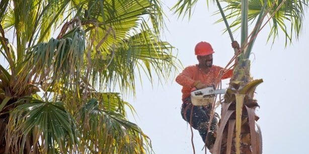 Tree Trimming Las Vegas, Nv
