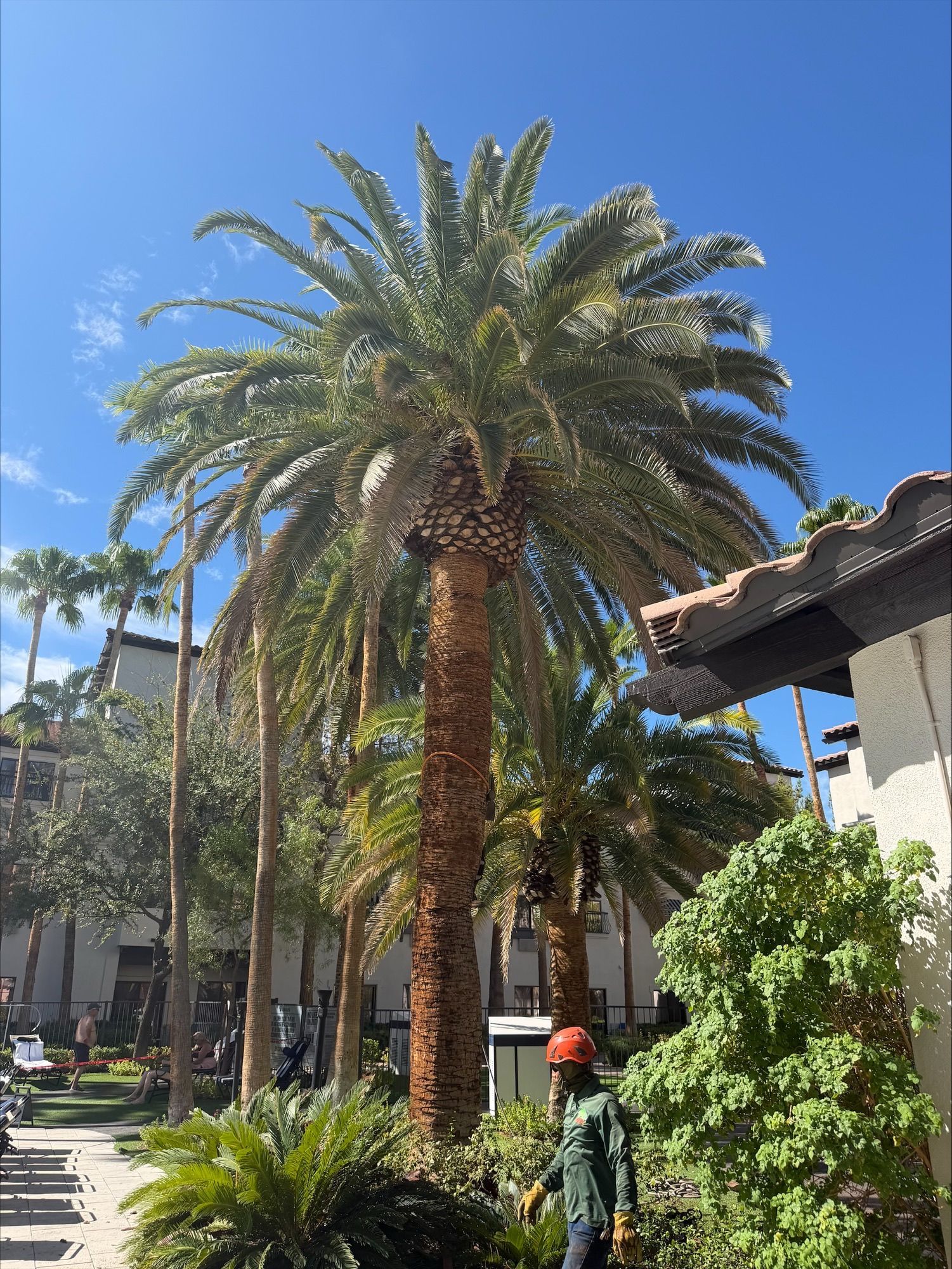 Tall palm tree along a sunny sidewalk with a person in orange and green below