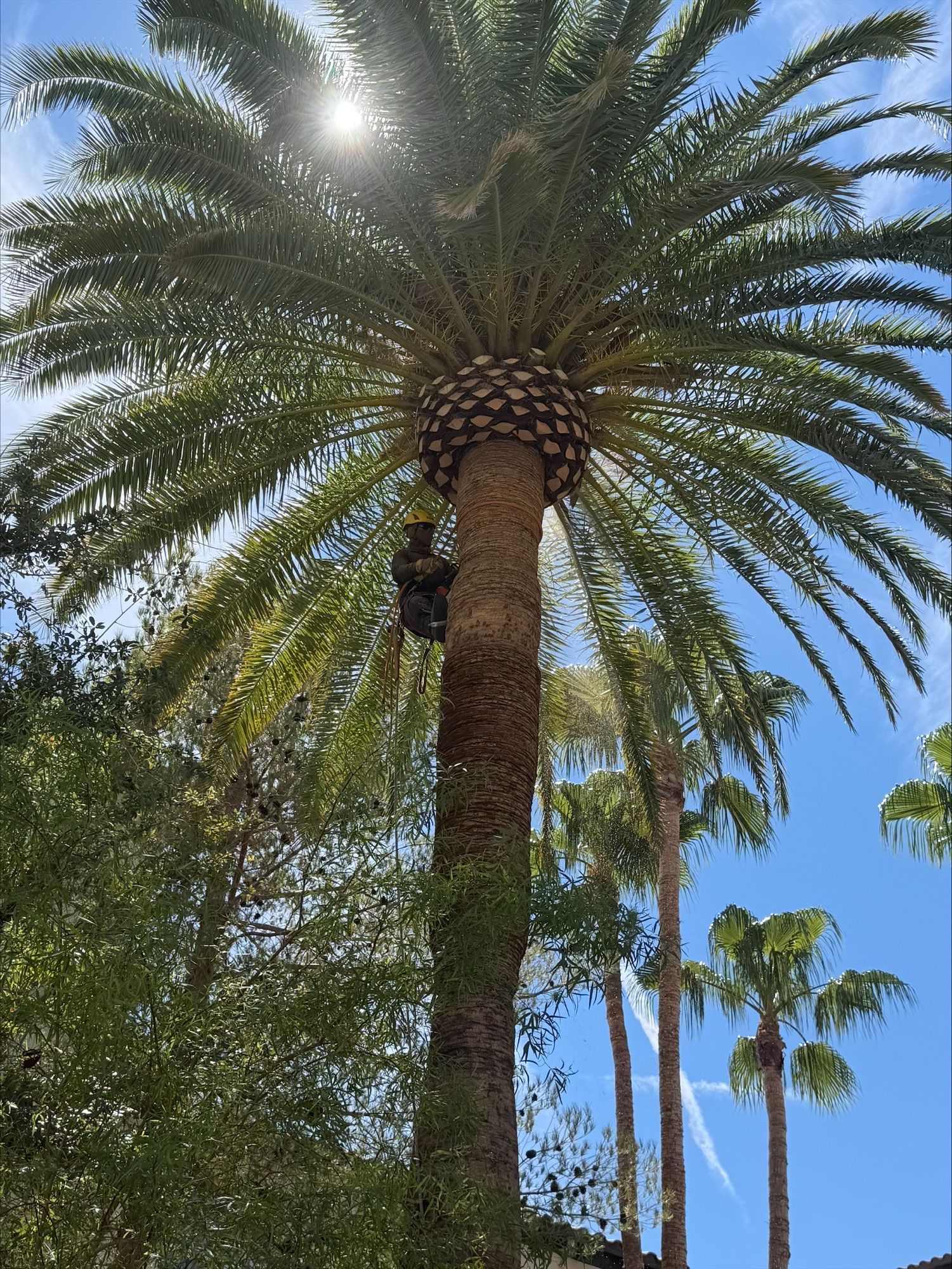 Tall palm trees against a bright blue sky, with sunlight filtering through the fronds.