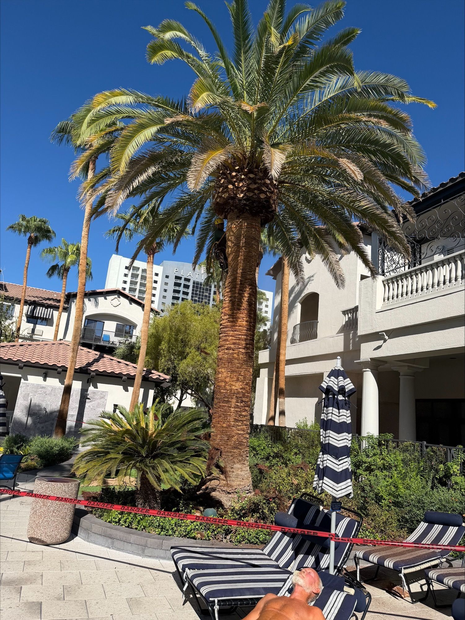 Palm tree and lounge chairs in a sunny resort courtyard with striped umbrellas and apartment buildings nearby
