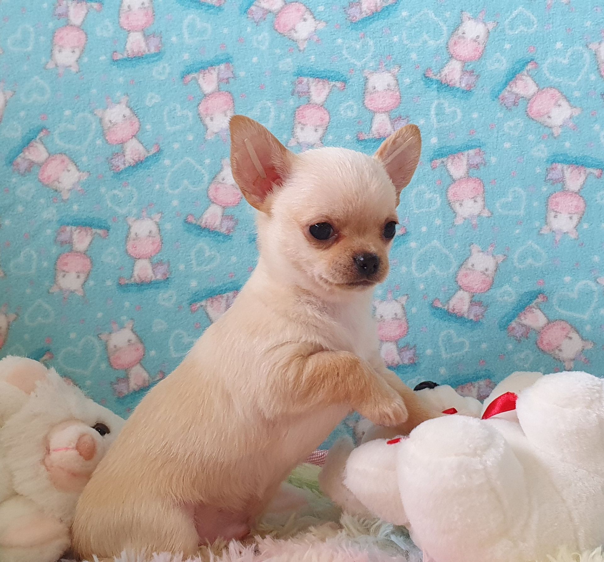Perola´s Mini