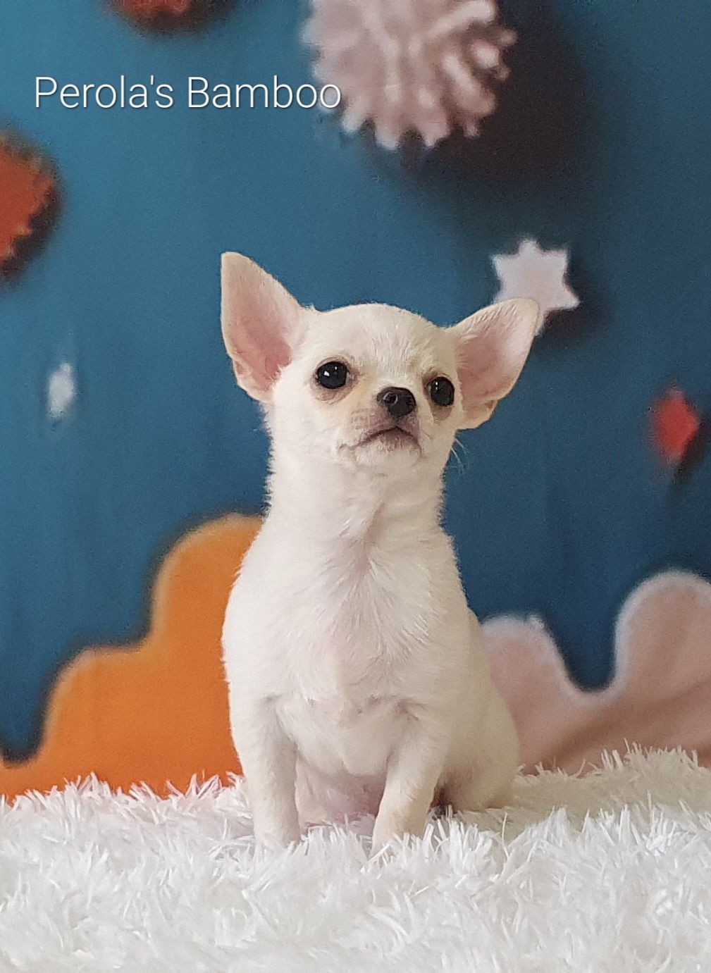 Perola´s Bamboo